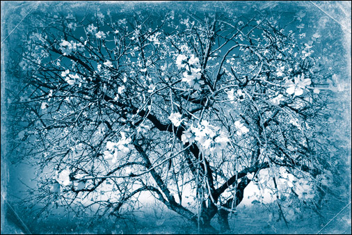 Almond, Tenerife. Photo © Phil Crean.