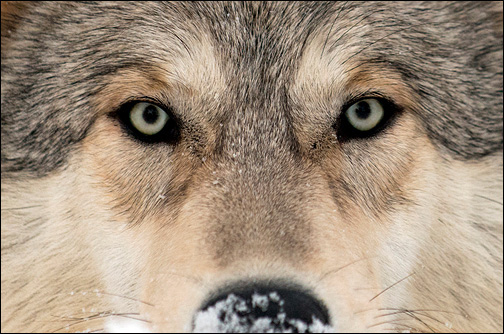 Timber wolf, Austria. Photo © Louise Murray