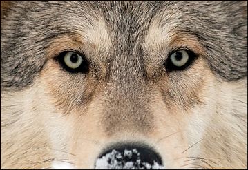 Timber wolf, Austria. Photo © Louise Murray