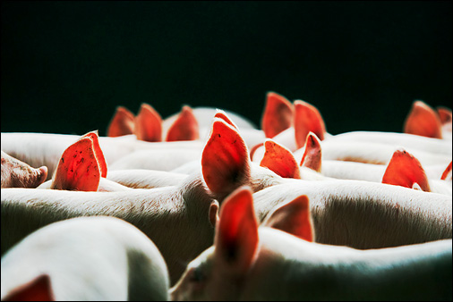 Piglets. Photo © Peter Dean© Peter Dean / Agripicture Images
