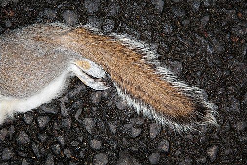 Road kill. Photo © Stephen Shepherd